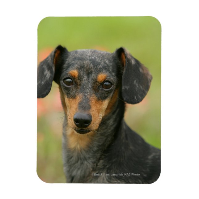 Smooth-haired Miniature Dachshund Puppy Looking at Magnet (Vertical)