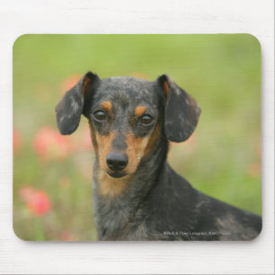 Smooth-haired Miniature Dachshund Puppy Looking at Mouse Mat