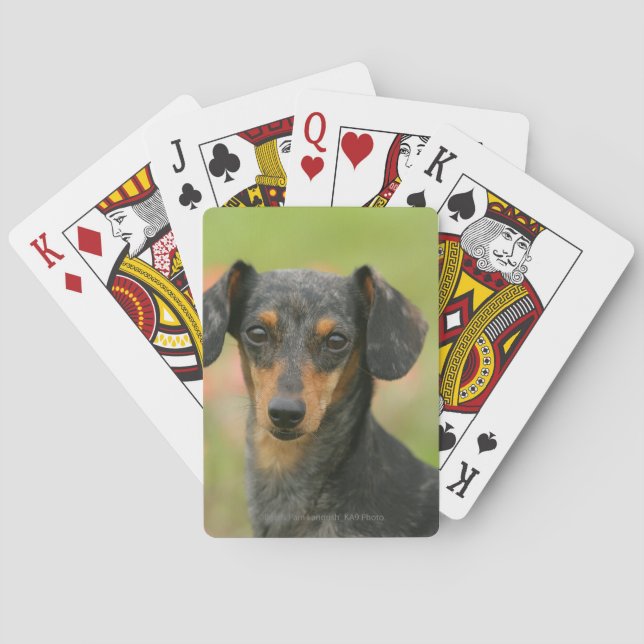 Smooth-haired Miniature Dachshund Puppy Looking at Playing Cards (Back)