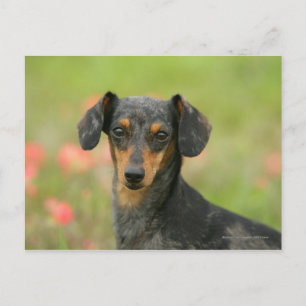 Smooth-haired Miniature Dachshund Puppy Looking at Postcard