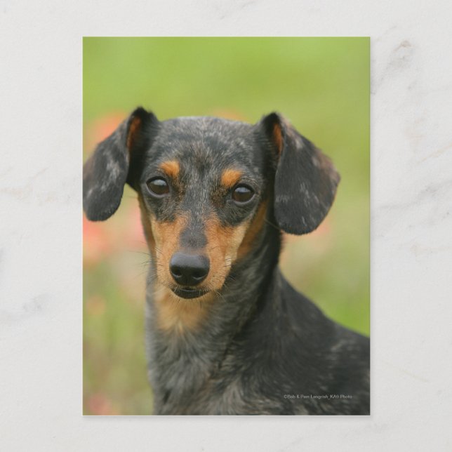 Smooth-haired Miniature Dachshund Puppy Looking at Postcard (Front)