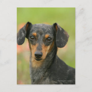 Smooth-haired Miniature Dachshund Puppy Looking at Postcard