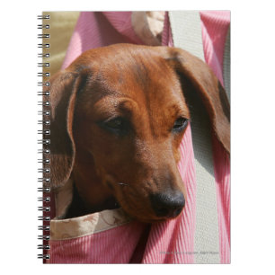 Smooth-haired Miniature Dachshund Puppy Notebook