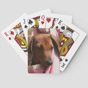 Smooth-haired Miniature Dachshund Puppy Playing Cards