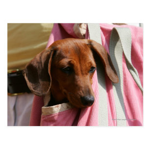 Smooth Haired Miniature Dachshund Gifts Gift Ideas Zazzle Uk