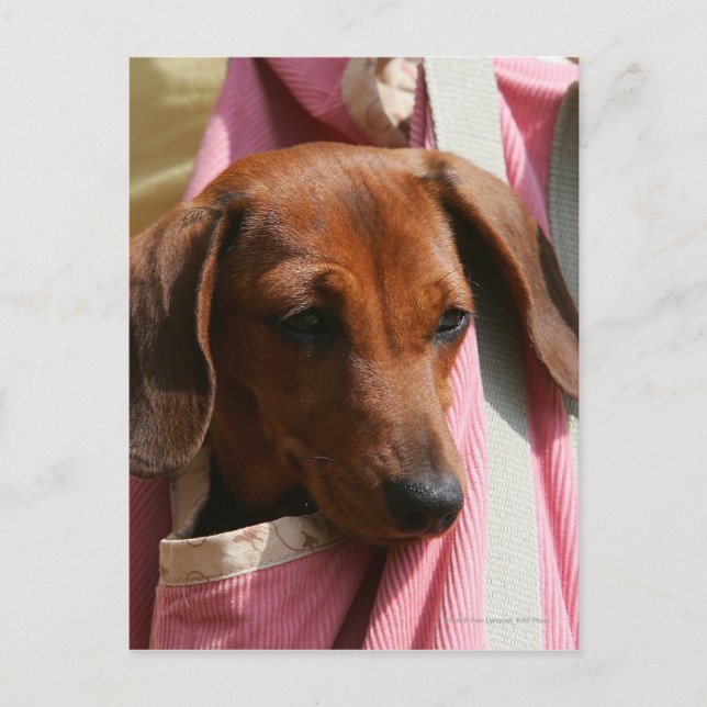 Smooth-haired Miniature Dachshund Puppy Postcard (Front)