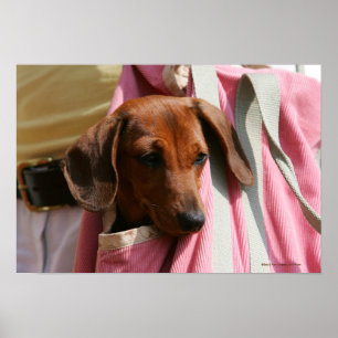Smooth-haired Miniature Dachshund Puppy Poster