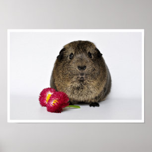 Smooth, Lemon Agouti Guinea Pig and Pink Flowers Poster