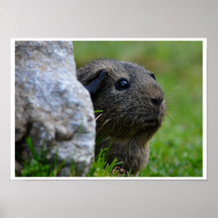 Smooth, Lemon Agouti Guinea Pig Outdoors Poster