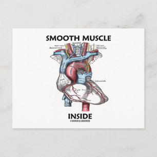 Smooth Muscle Inside (Grey's Anatomy Heart) Postcard