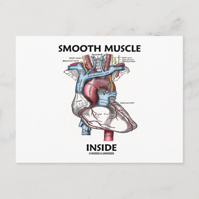 Smooth Muscle Inside (Grey's Anatomy Heart) Postcard (Front)