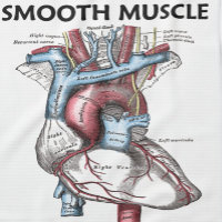 Smooth Muscle Inside (Grey's Anatomy Heart)