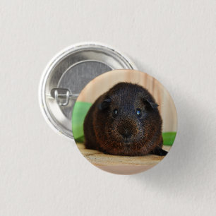 Smooth, Short Hair, Golden Agouti Guinea Pig 3 Cm Round Badge