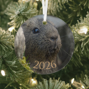 Smooth, Shorthair, Lemon Agouti Guinea Pig in Rock Glass Tree Decoration