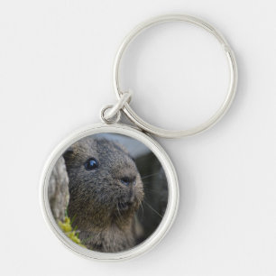 Smooth, Shorthair, Lemon Agouti Guinea Pig in Rock Key Ring