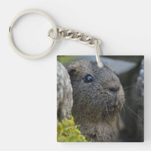 Smooth, Shorthair, Lemon Agouti Guinea Pig in Rock Key Ring