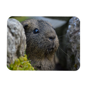 Smooth, Shorthair, Lemon Agouti Guinea Pig in Rock Magnet