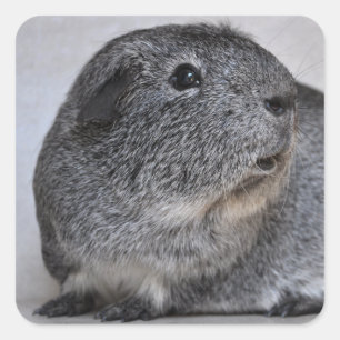 Smooth, Silver Agouti Guinea Pig Square Sticker