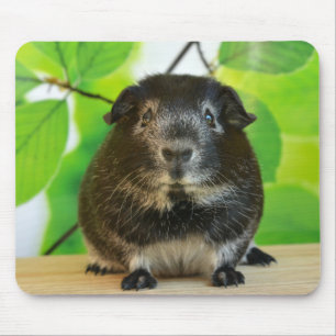Smooth Silver Fox Guinea Pig Mouse Mat