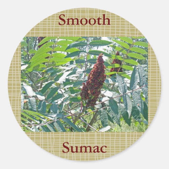 Smooth Sumac Berries Matching Items Classic Round Sticker (Front)