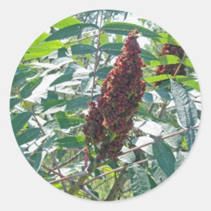 Smooth Sumac Berries Matching Items Classic Round Sticker