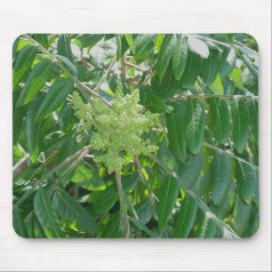 Smooth Sumac Flowers Mousepad