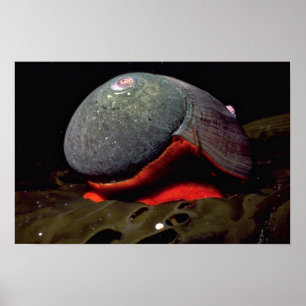 Smooth turban (Norrisia norrisii) Shell Poster