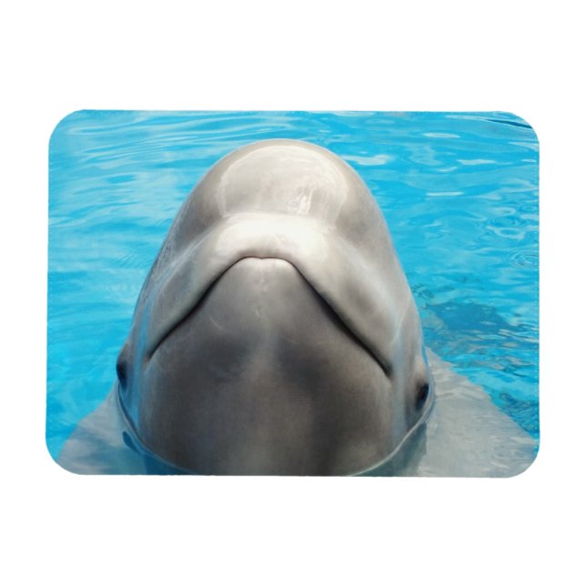 Smug Beluga Whale Flexible Magnet (Horizontal)