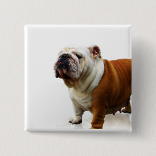 Smug Bulldog Button