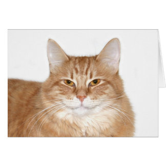 Smug smiling cat