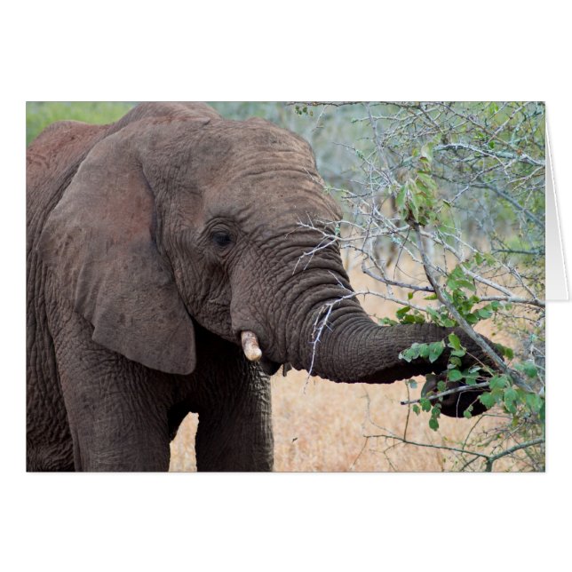 Snack Time - Elephant Card (Front Horizontal)