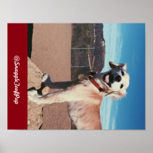 @SnaggleToofPup Poster