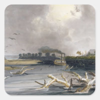 Snags (sunken trees) on the Missouri, plate 6 from