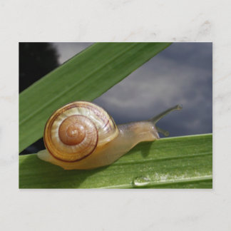 Snail 96 ~ postcard