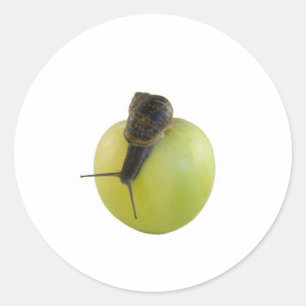 Snail and apple classic round sticker