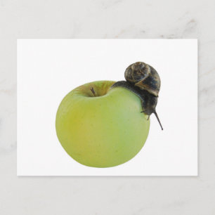 Snail and apple postcard