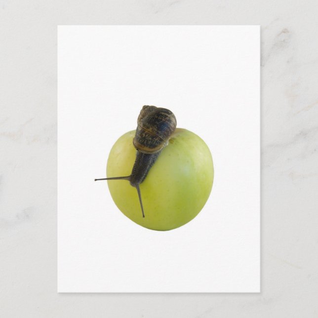 Snail and apple postcard (Front)