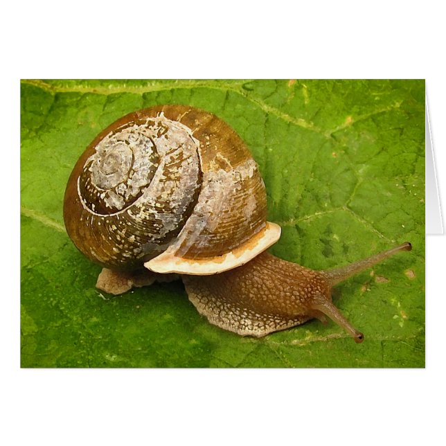 Snail Blank Card (Front Horizontal)
