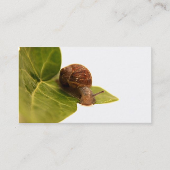 Snail Business Card (Front)
