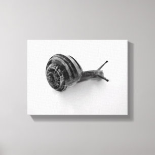snail canvas print