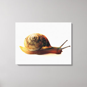 snail canvas print