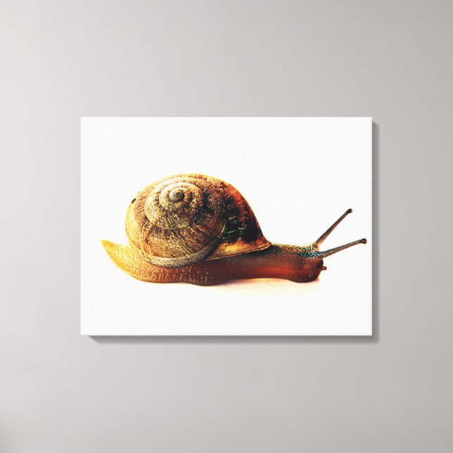 snail canvas print (Front)