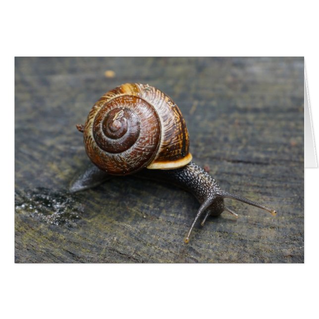 Snail Card - HAMbyWhiteGlove (Front Horizontal)
