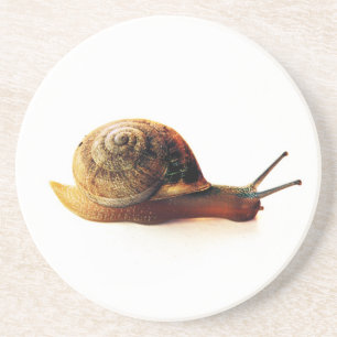 snail coaster