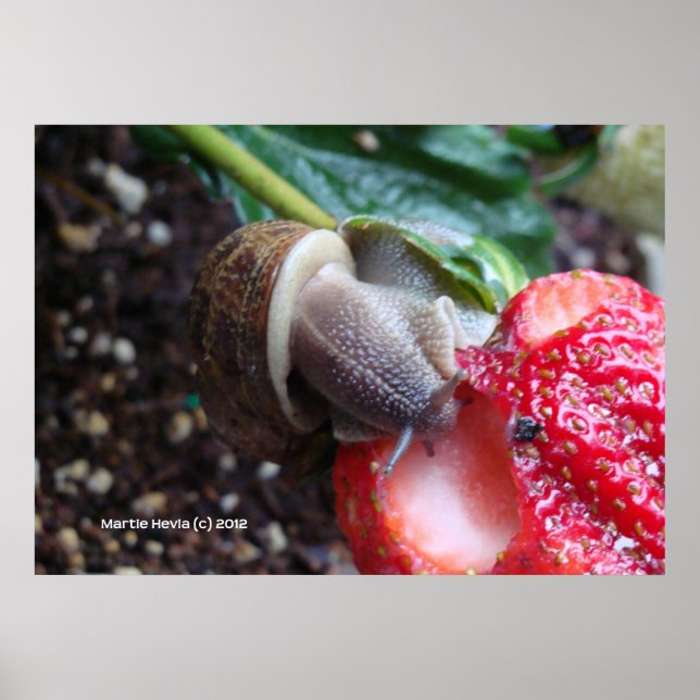 Snail Eats Strawberry Poster (Front)
