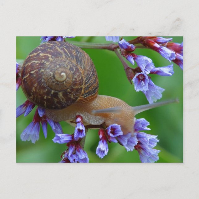 SNAIL FLOWER POSTCARD (Front)