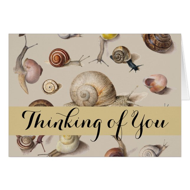 Snail Garden Pet Gastropod Slug Botanical Snails (Front Horizontal)