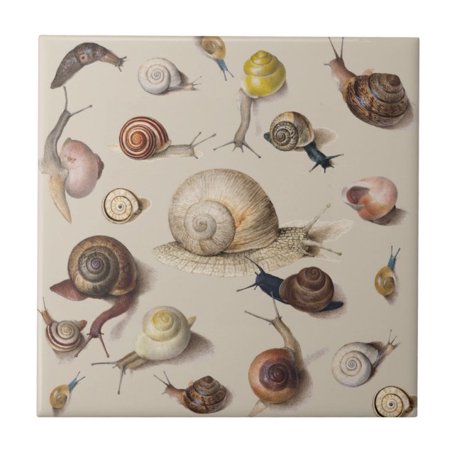 Snail Garden Pet Gastropod Slug Botanical Snails Tile (Front)