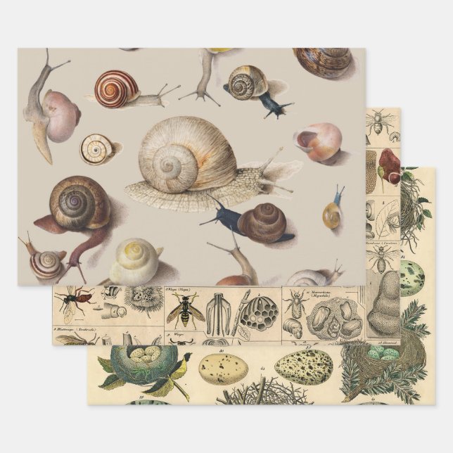Snail Garden Pet Gastropod Slug Botanical Snails Wrapping Paper Sheet (Set)