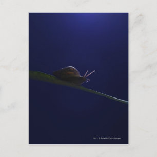 Snail going out on a limb postcard